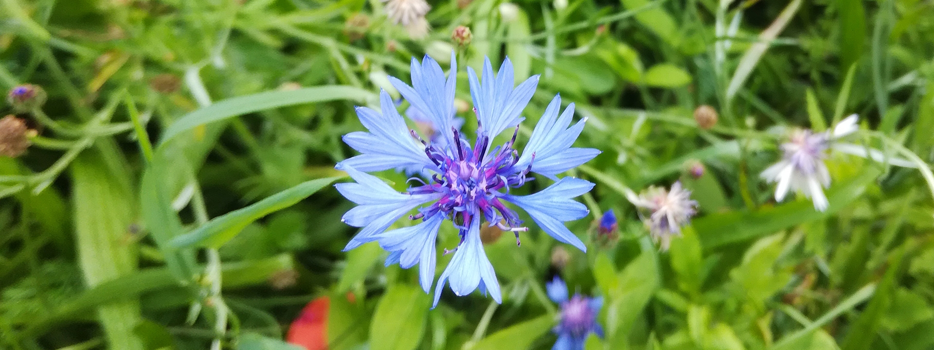 Fotografische Nahaufnahme einer blau blühenden Blume auf einer wilden Blumenwiese.