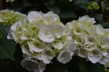 Foto einer weiß blühenden Blume
