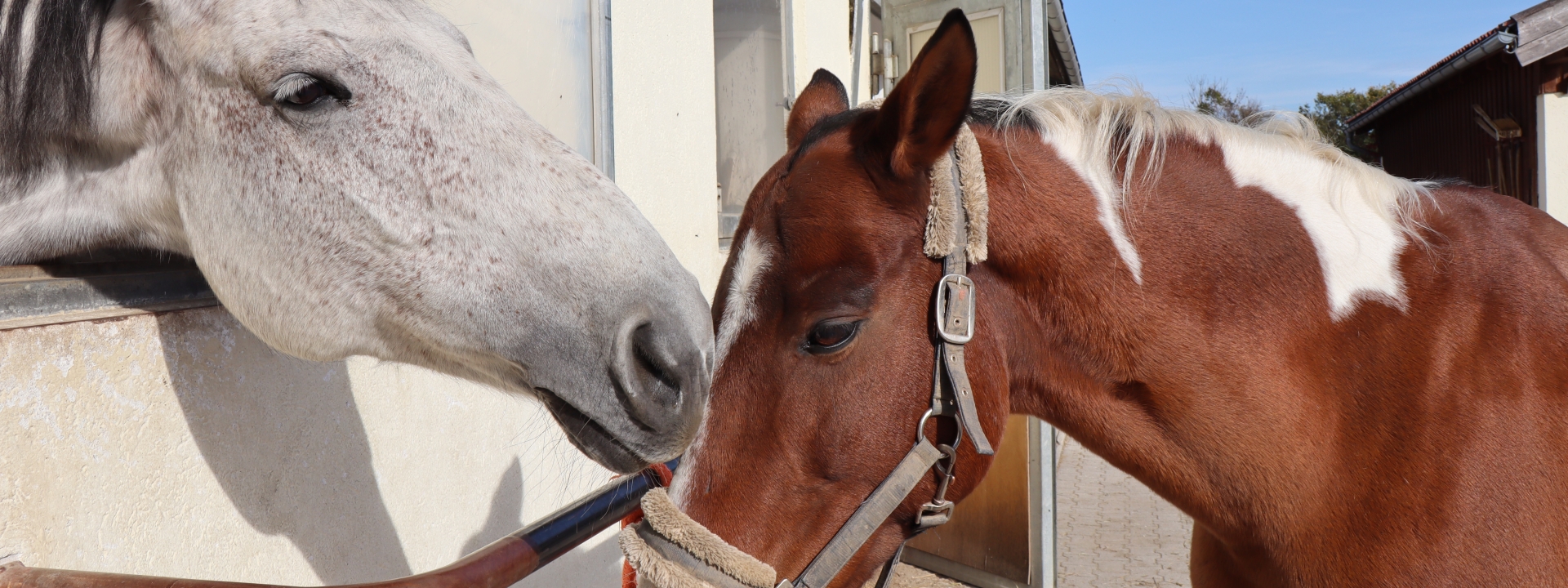 Foto: Voltigierverein Rosenheim Foto: Zwei Pferde am Reitstall, die ihre Köpfe zusammenstecken