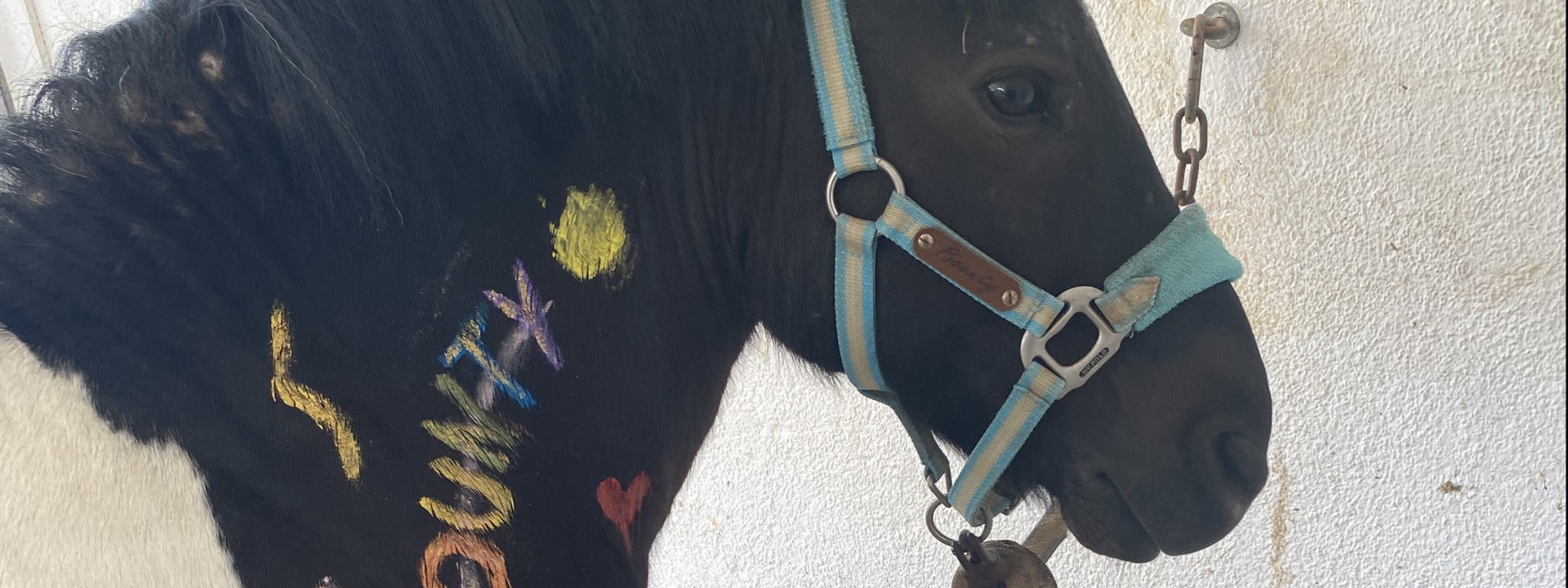 Foto: Ein Ponny, auf dessen Mähne mit fröhlich bunter Farbe "Bounty" geschrieben wurde