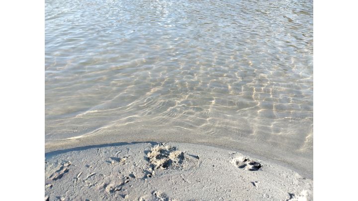 Foto von Wasser und Pfotenabdrücken im Sand