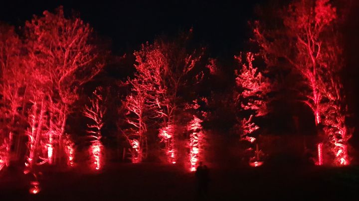Foto von Bäumen die mit roten Lichtern beleuchtet werden