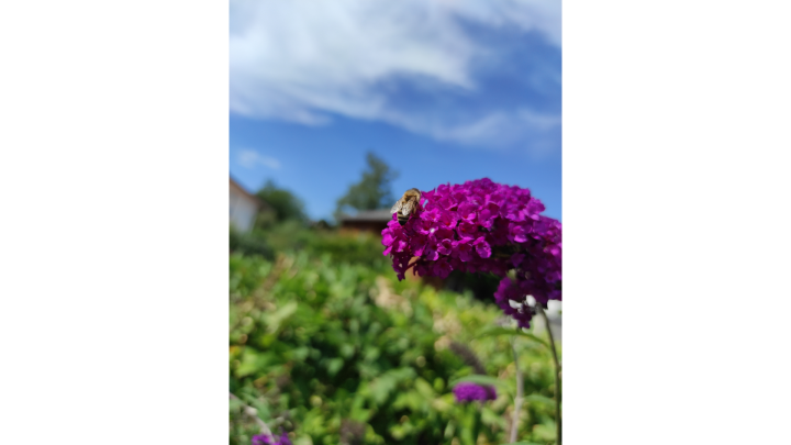 Dunkellilane Blüten auf denen eine Biene sitzt trennen mittig das Bild, auf dem im Hintergrund unterhalb grünes Gebüsch und oberhalb der blaue Himmel mit einigen wenigen Wolken zu sehen ist.