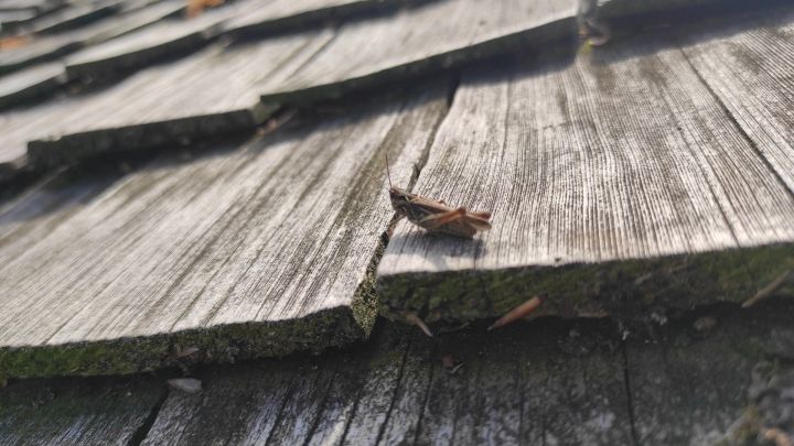 Dachziegel aus Holz, auf denen ein Grashüpfer sitzt.