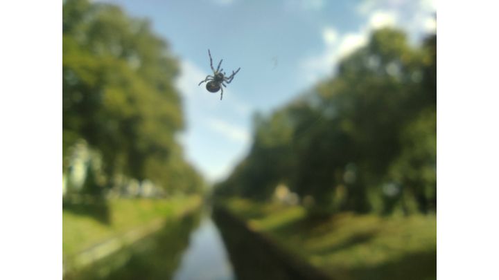 Foto: Im Vordergrund ist eine kleine Spinne, dessen Netz unsichtbar ist, deshalb wirkt es so, als würde sie schweben.  Im Hintergrund der unscharfe Kanal.