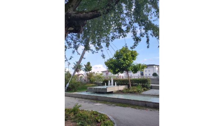 Foto: Oben im Vordergrund ein moosbewachsener Baum mit tiefhängenden Ästen. In der Bildmitte ist ein Brunnen zu sehen, sowie ein Steinweg mit kleinem Beet. Im Hintergrund Mehrfamilienhäuser.