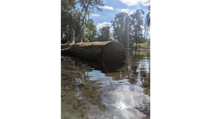 Foto: In einem Weiher liegt ein abgeschnittener Baumstamm. Im Vordergrund sieht man einen Sonnenstrahl, der auf dem Wasser reflektiert wird. Im Hintergrund sind Bäume.