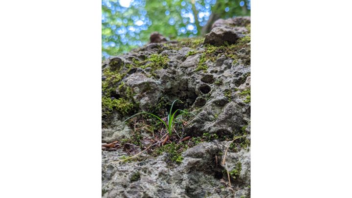 Bemooster Fels auf dem einzelne hellgrüne Grashalme wachsen