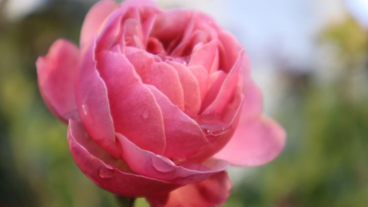 Foto: Detail einer Rosenblüte