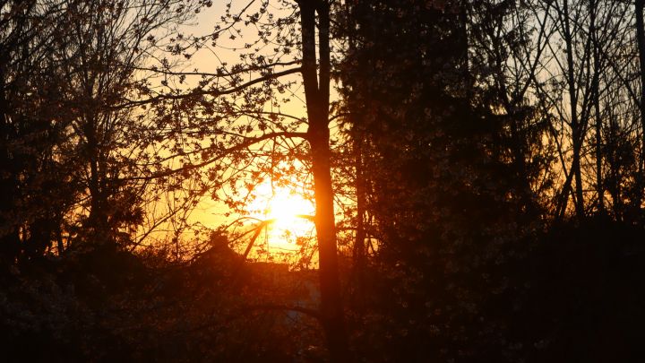 Foto: Sonnenuntergang im Wald