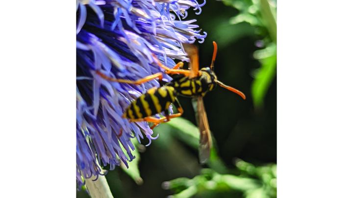 Wespe sitzt auf Blume
