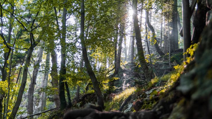 Foto: Wald im Gegenlicht an einem Berghang, mit Wurzeln im Vordergrund.