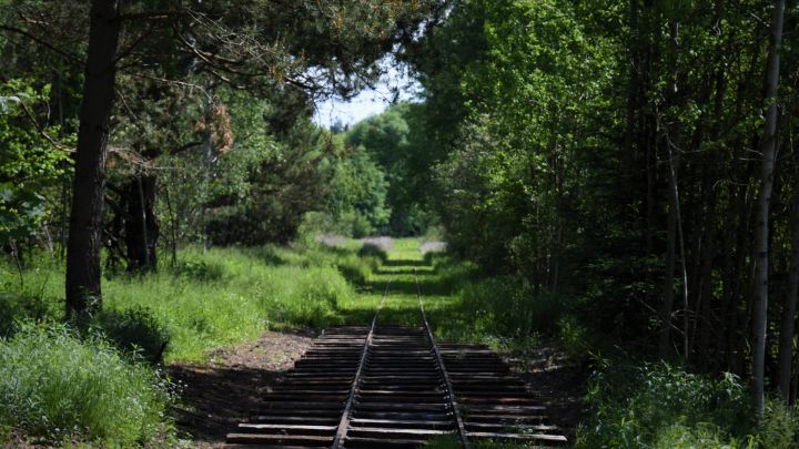 Foto: Alte Schienen laufen durch ein Waldstück.